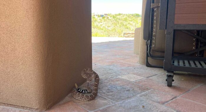 Western Diamondback Rattlesnake Classic Pose