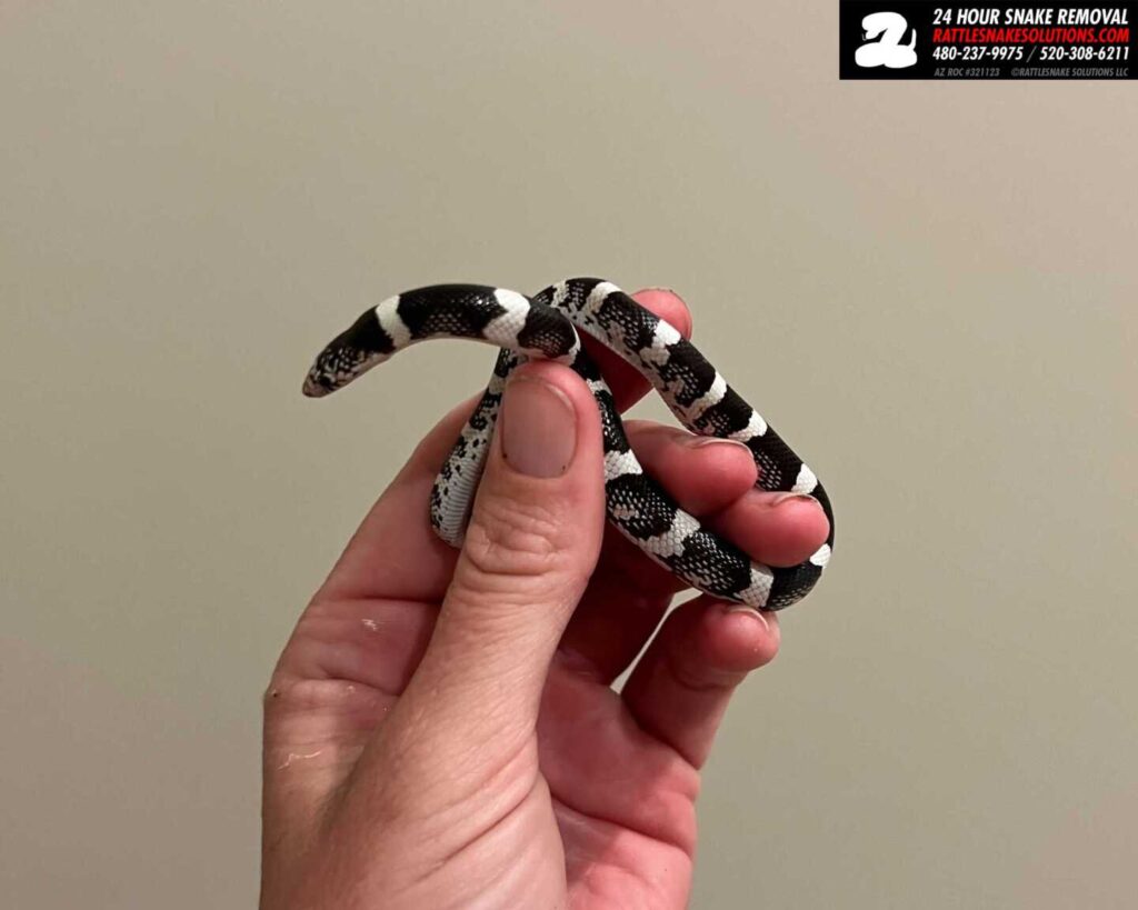 Baby Longnosed Snake Inside A House