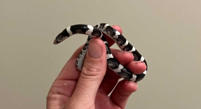 Baby Longnosed Snake Inside A House