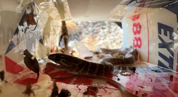 Glue Traps Are A Cruel Way To Go