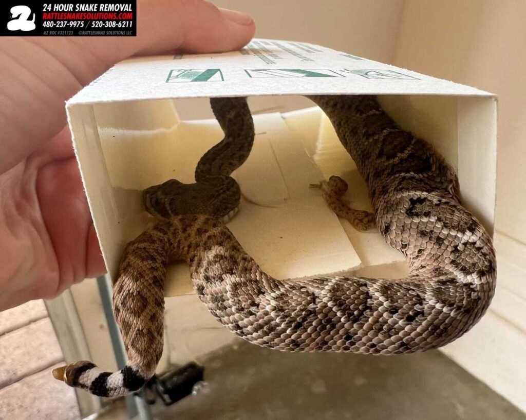 Rattlesnake Stuck In A Glue Trap