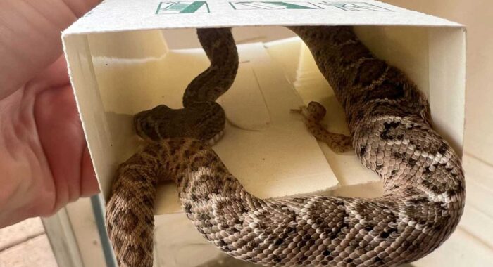 Rattlesnake Stuck In A Glue Trap