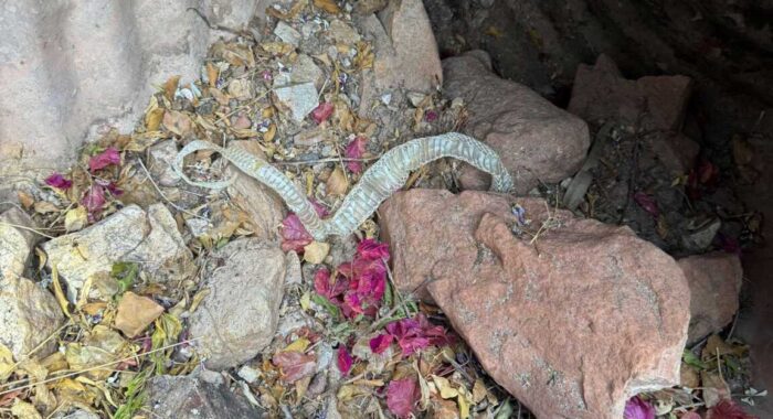 Snake Skin Found At Home Property Inspection