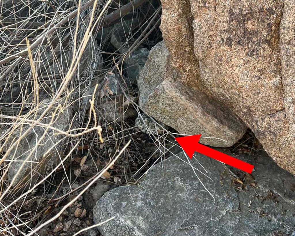 Speckled Rattlesnakes Are Hard To See