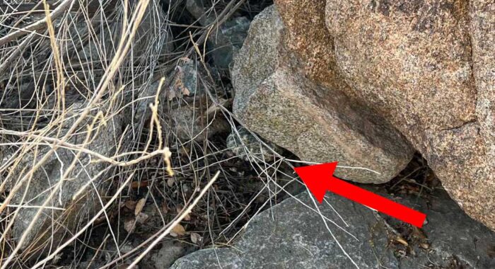 Speckled Rattlesnakes Are Hard To See
