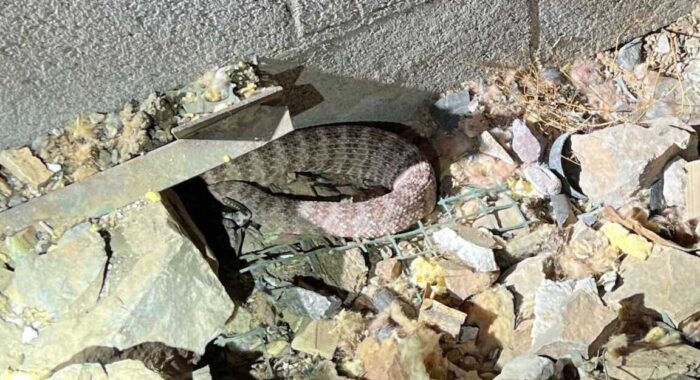 A Perfect Rattlesnake Den