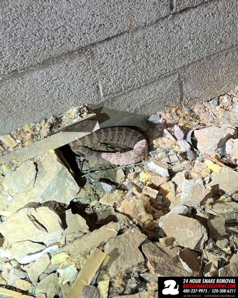 A Perfect Rattlesnake Den