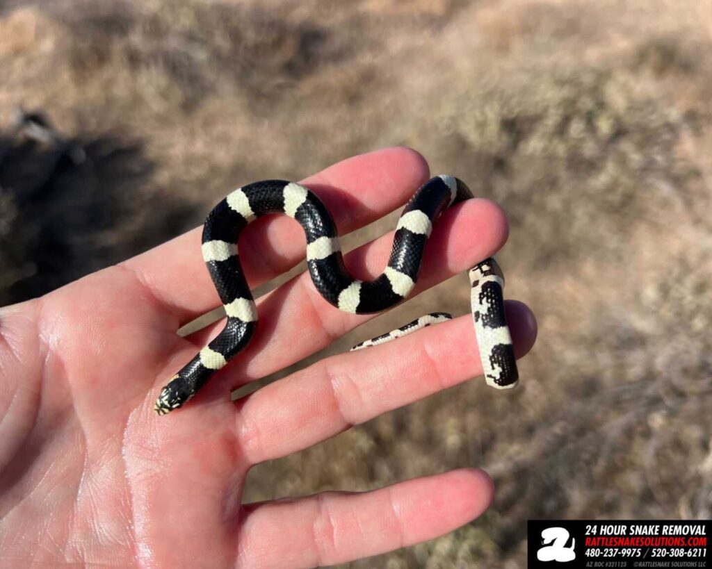 Baby Longnosed Snake Rescue
