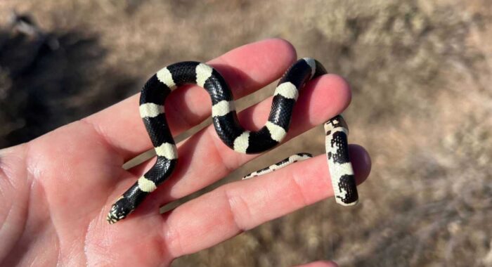 Baby Longnosed Snake Rescue