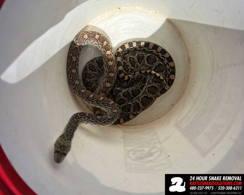 Mojave Rattlesnake and Sonoran Gophersnake Roomies Mojave Rattlesnake and Sonoran Gophersnake Roomies
