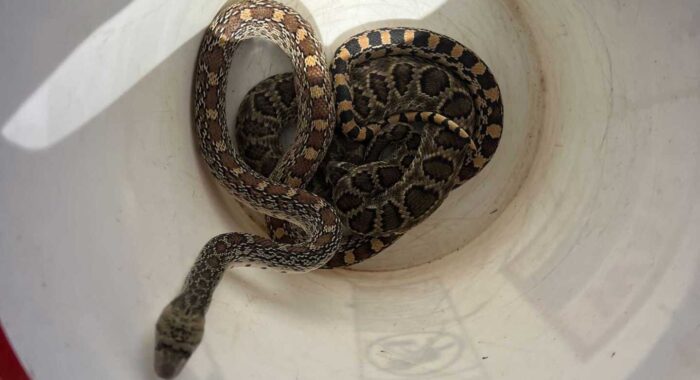 Mojave Rattlesnake and Sonoran Gophersnake Roomies