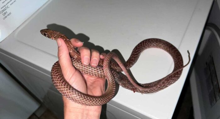 Coachwhip Inside A House