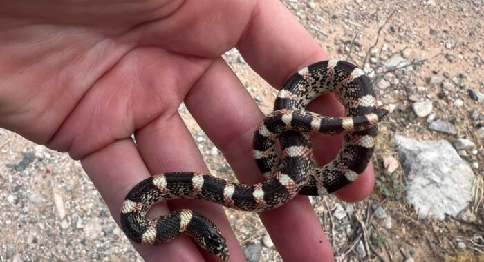 Longnosed Snake Stuck In A Glue Trap