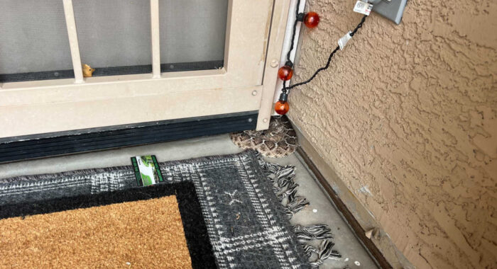 Halloween Rattlesnake