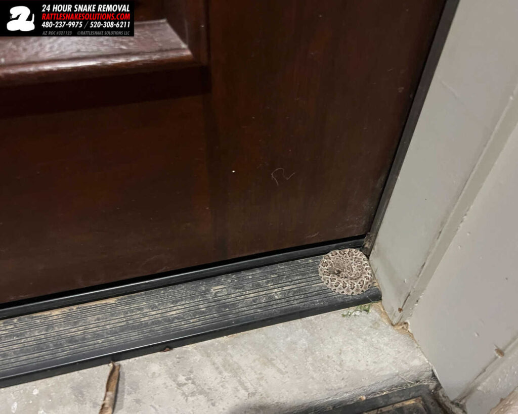 Tiny Baby Rattlesnake By The Door