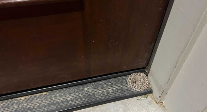 Tiny Baby Rattlesnake By The Door