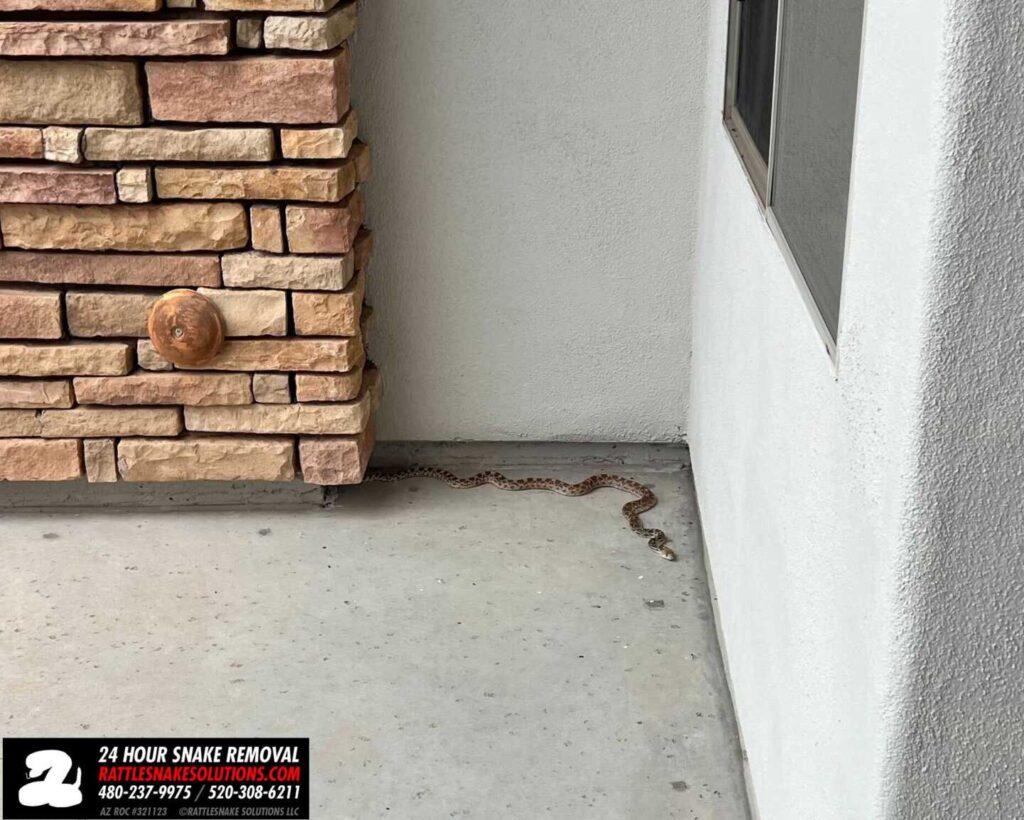Rattlesnake Call Ends Up Being A Gophersnake