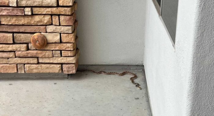 Rattlesnake Call Ends Up Being A Gophersnake