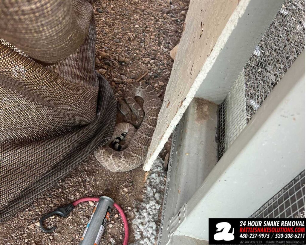 Giant Rattlesnake Eats A Rabbit