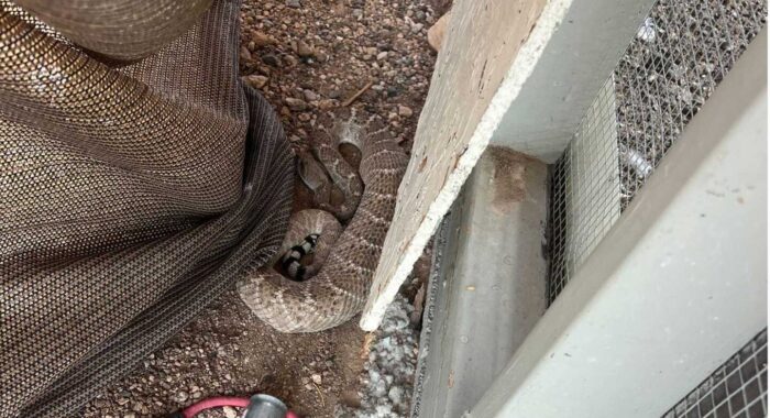 Giant Rattlesnake Eats A Rabbit