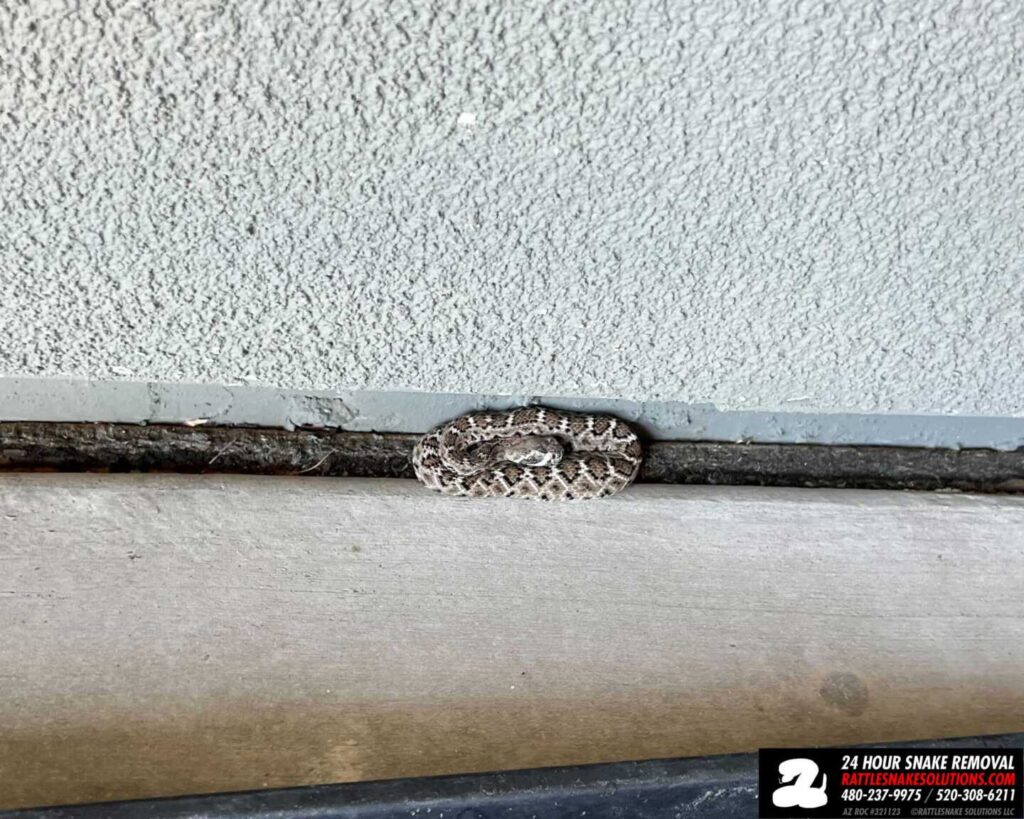 Baby Rattlesnakes In A Garage