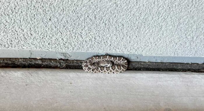Baby Rattlesnakes In A Garage