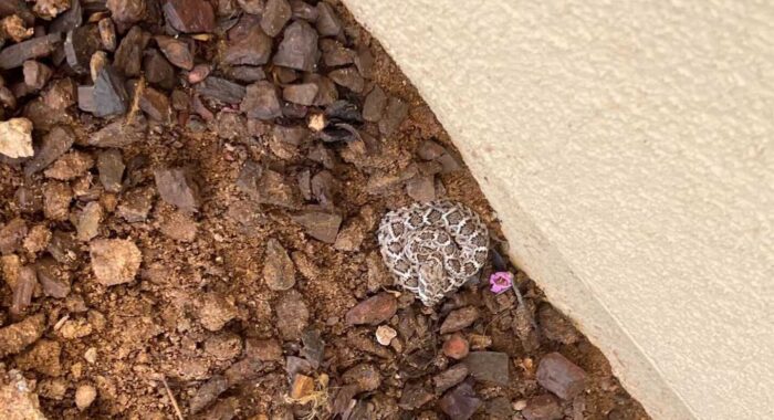 Baby Rattlesnakes In Cave Creek
