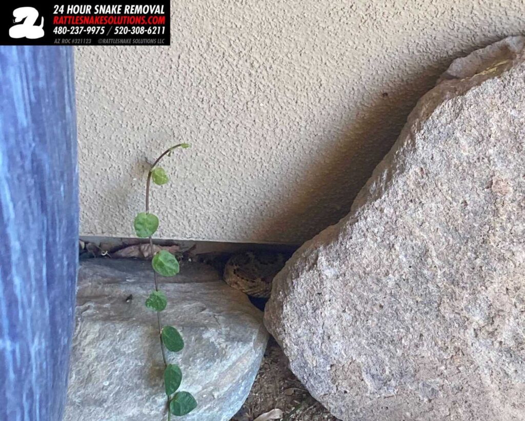 Rattlesnake Found On Property Inspection Rattlesnake Found On Property Inspection