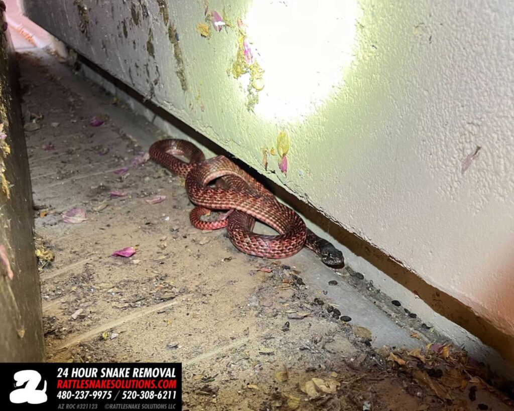 Bright Red Snake Found At A Home