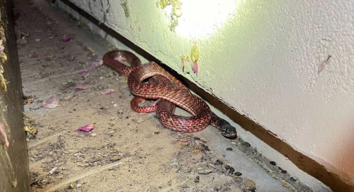 Bright Red Snake Found At A Home