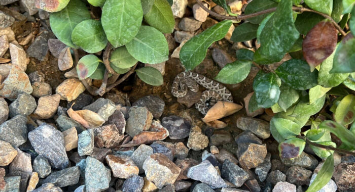 Tiny Baby Rattlesnake In The Yard