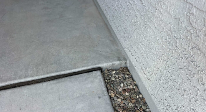 Newborn Mojave Rattlesnake