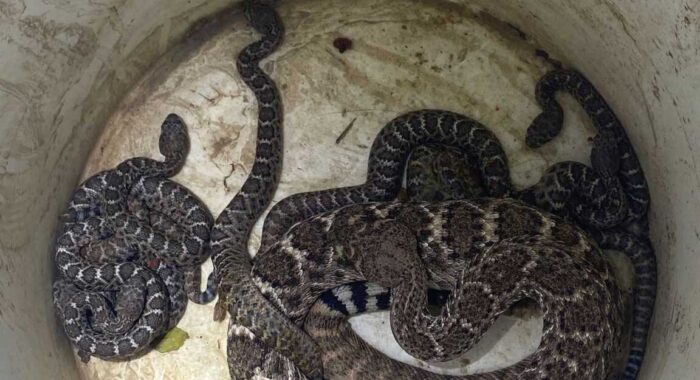 Rattlesnake And Eight Babies Relocated From Phoenix Backyard