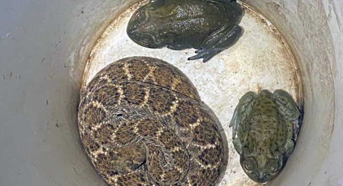 Toads And Rattlesnake Living Together