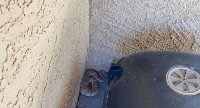 Speckled Rattlesnake Trying To Beat The Heat
