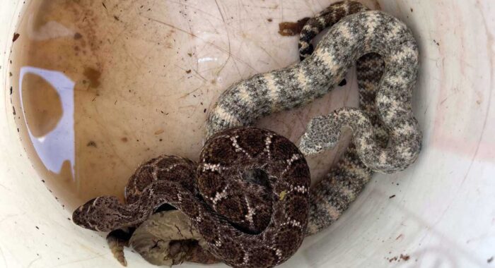 Rattlesnake Friendly Neighborhood!