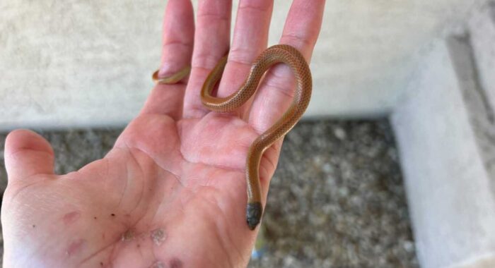 The Most Effective Scorpion Control Is Free