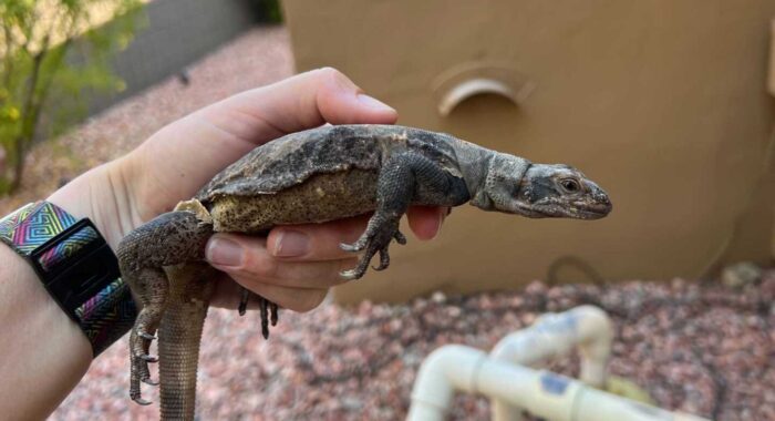 Mistaken Lizard Identity