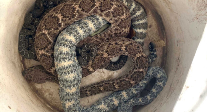 A Large Group Of Rattlesnakes At An Apartment Complex