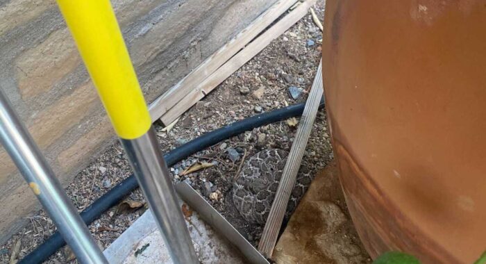 Rattlesnake Resting In Cave Creek