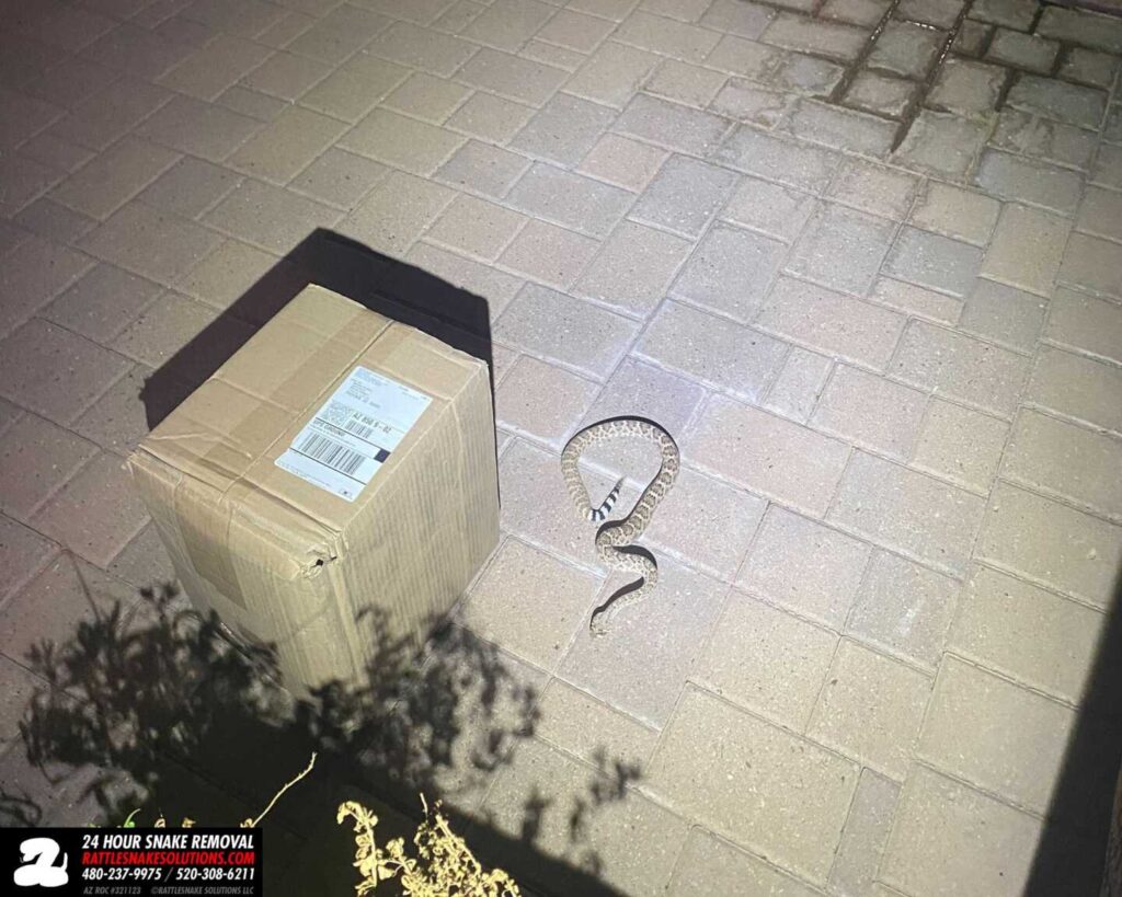 Rattlesnake Near A Delivery Rattlesnake Near A Delivery