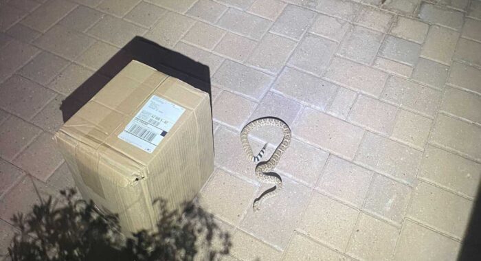 Rattlesnake Near A Delivery