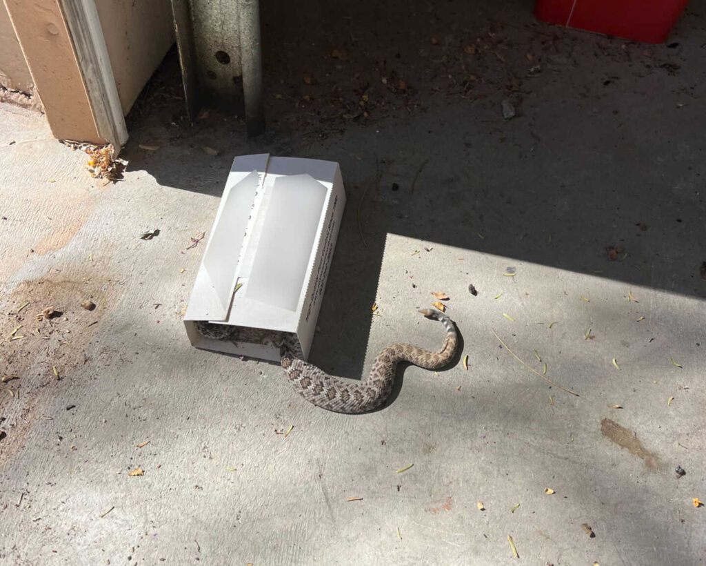 Glue Trap Rattlesnake Glue Trap Rattlesnake