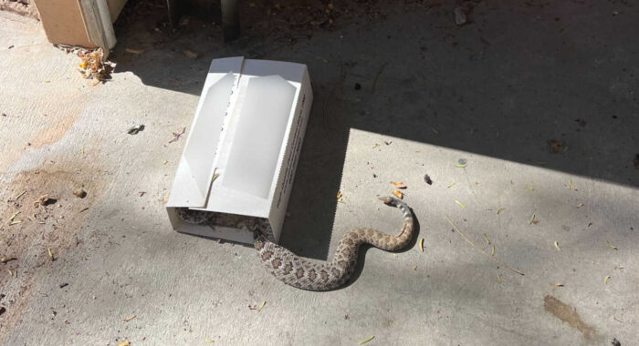 Glue Trap Rattlesnake