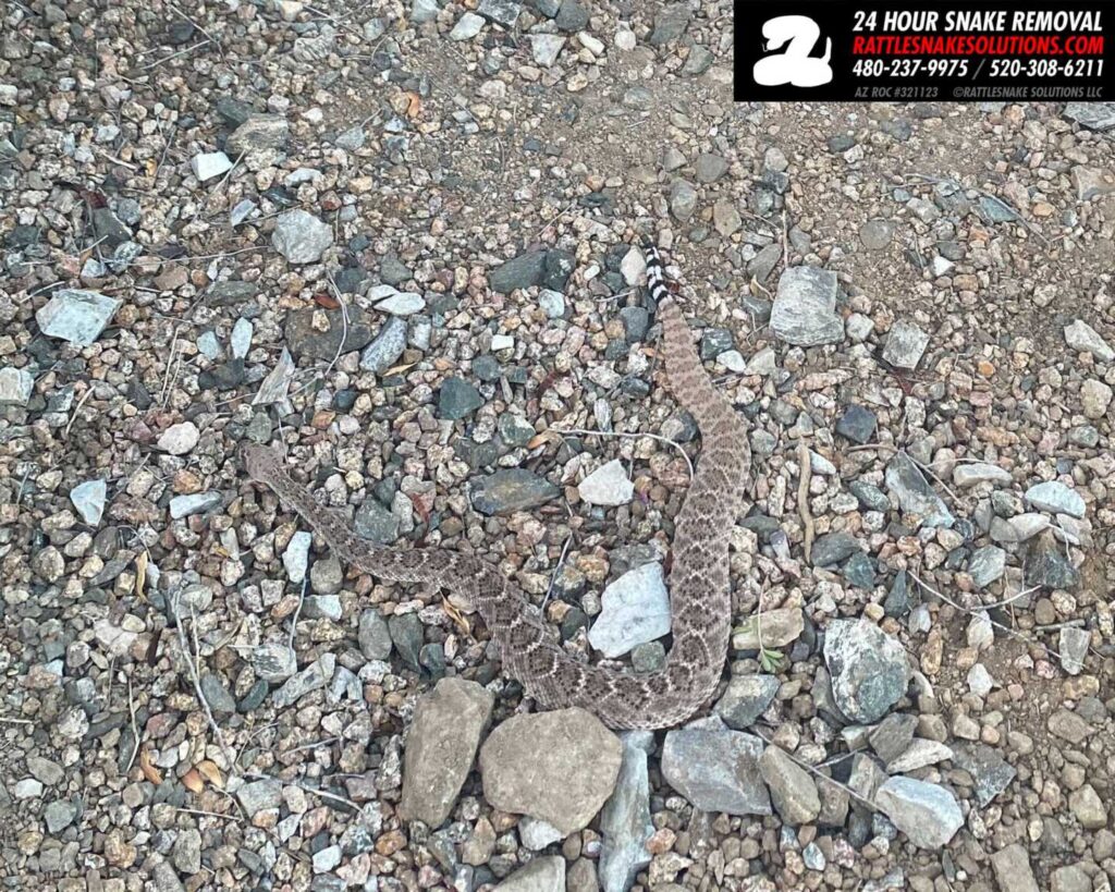 Rosemary Attracts Rattlesnakes