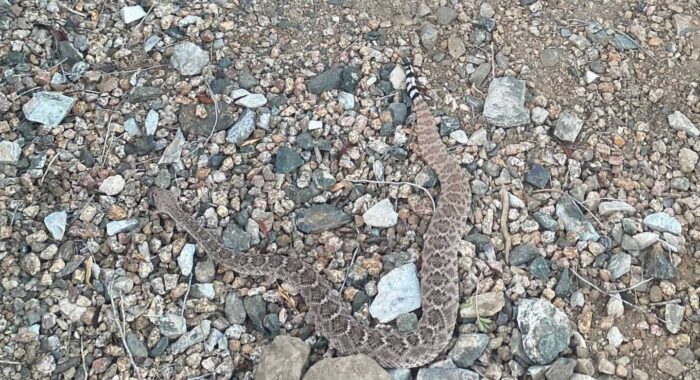 Rosemary Attracts Rattlesnakes