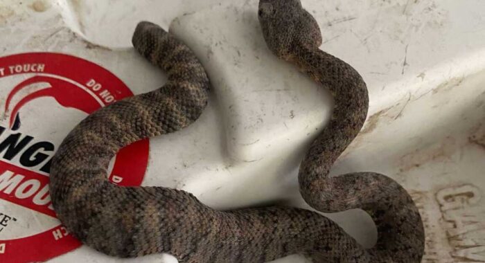 Mother Rattlesnake With Newborns