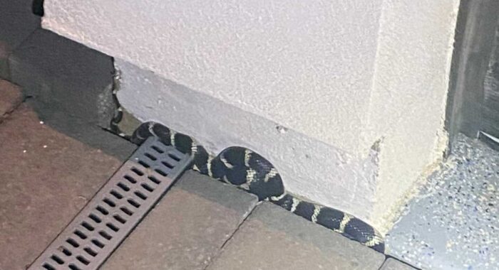 Kingsnake In The City