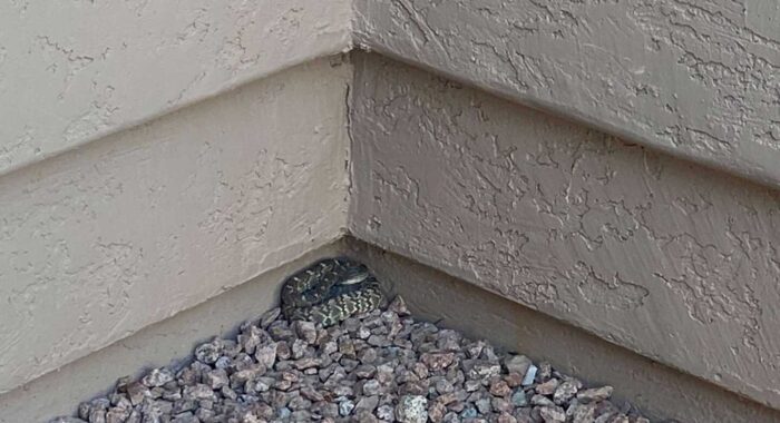 Blacktailed Rattlesnake Relocation