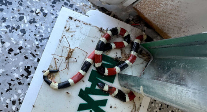 Sonoran Coralsnake Stuck In A Glue Trap